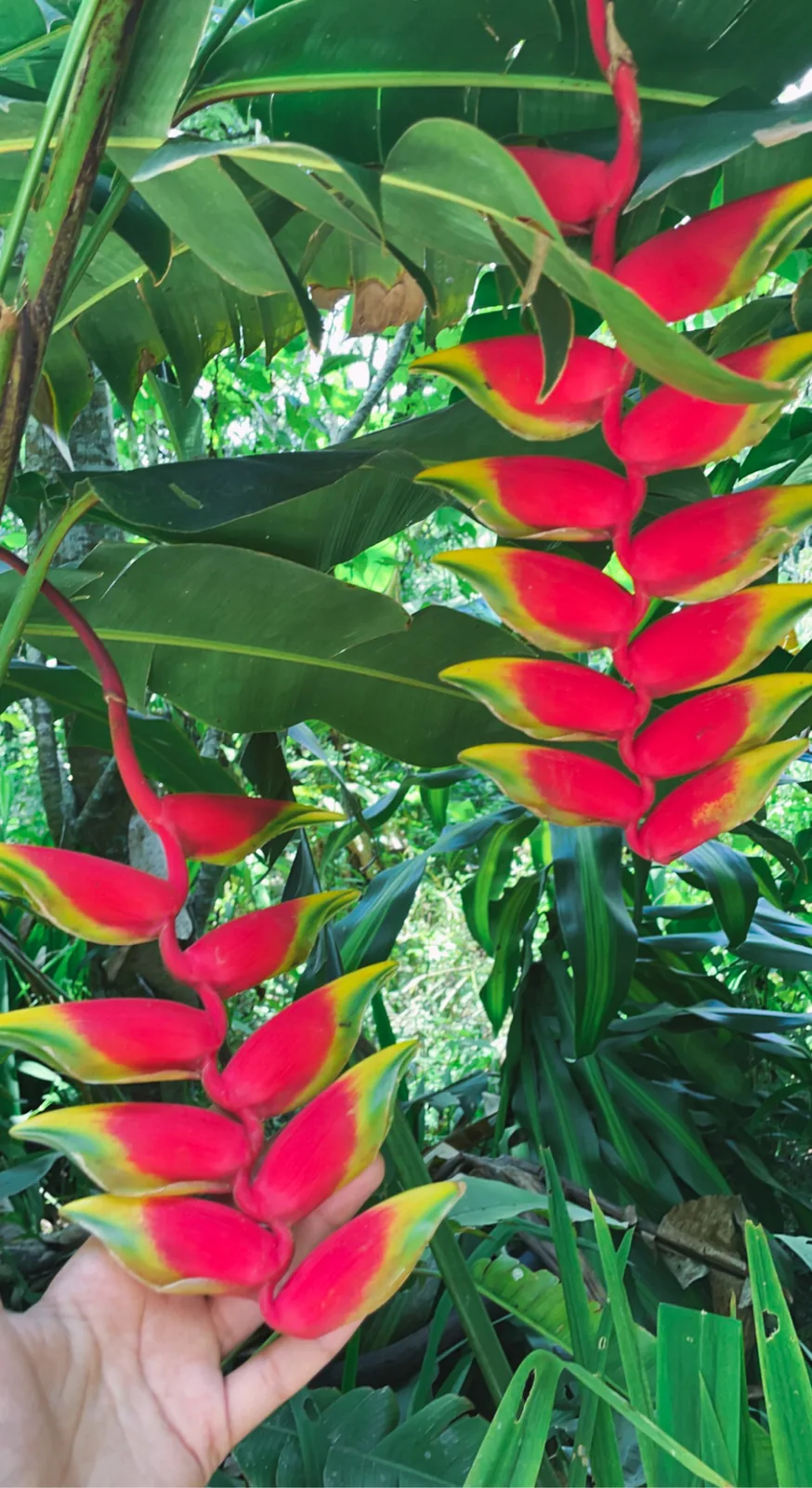 A hand holding a red and yellow heliconia flower