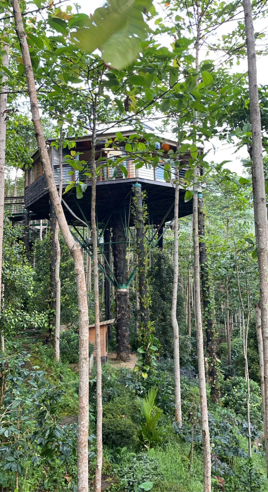 A stilted tree cabin among tall forest trunks in Munduk
