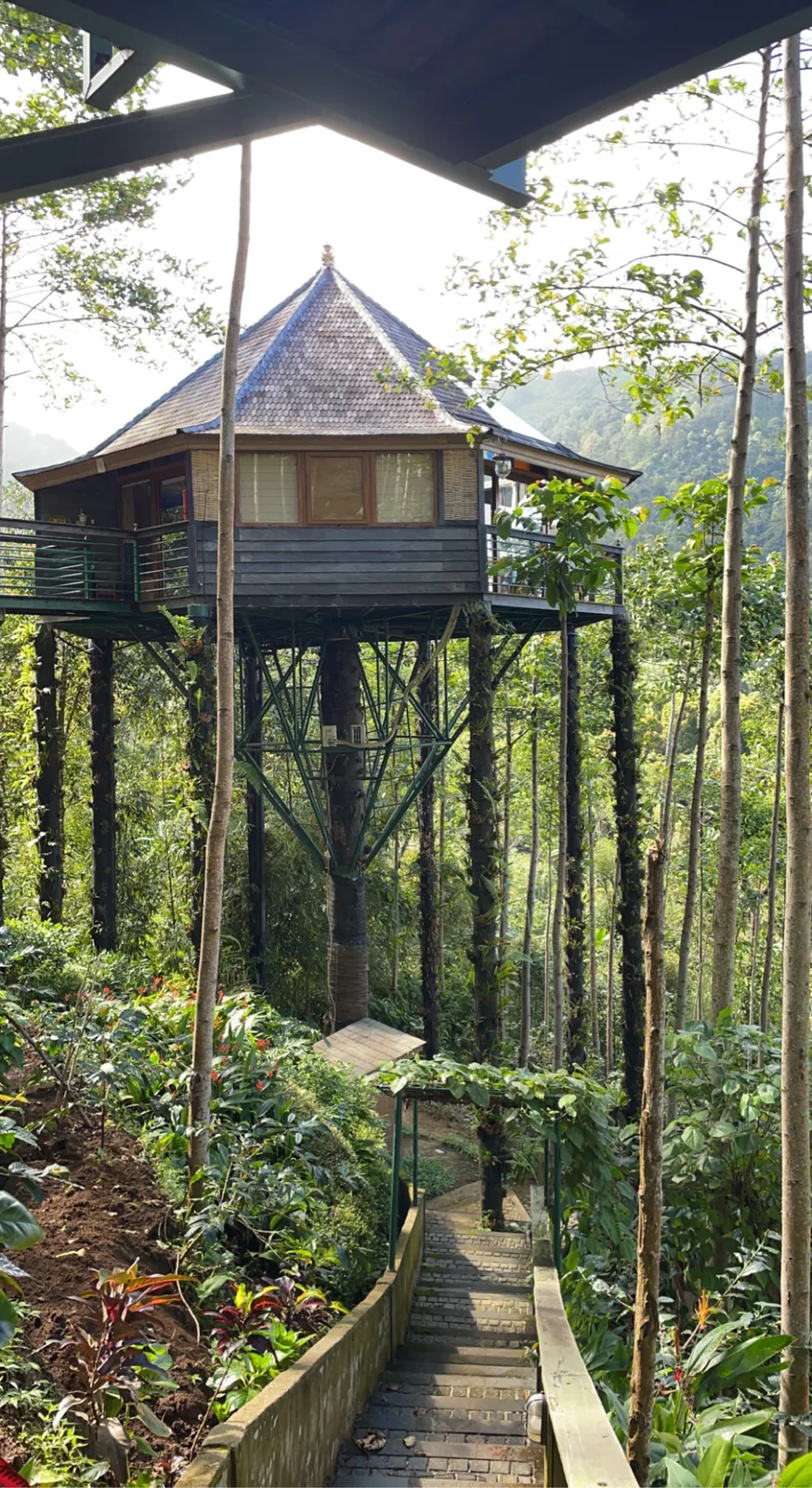 Tree cabin on stilts with a stone path leading up through the forest