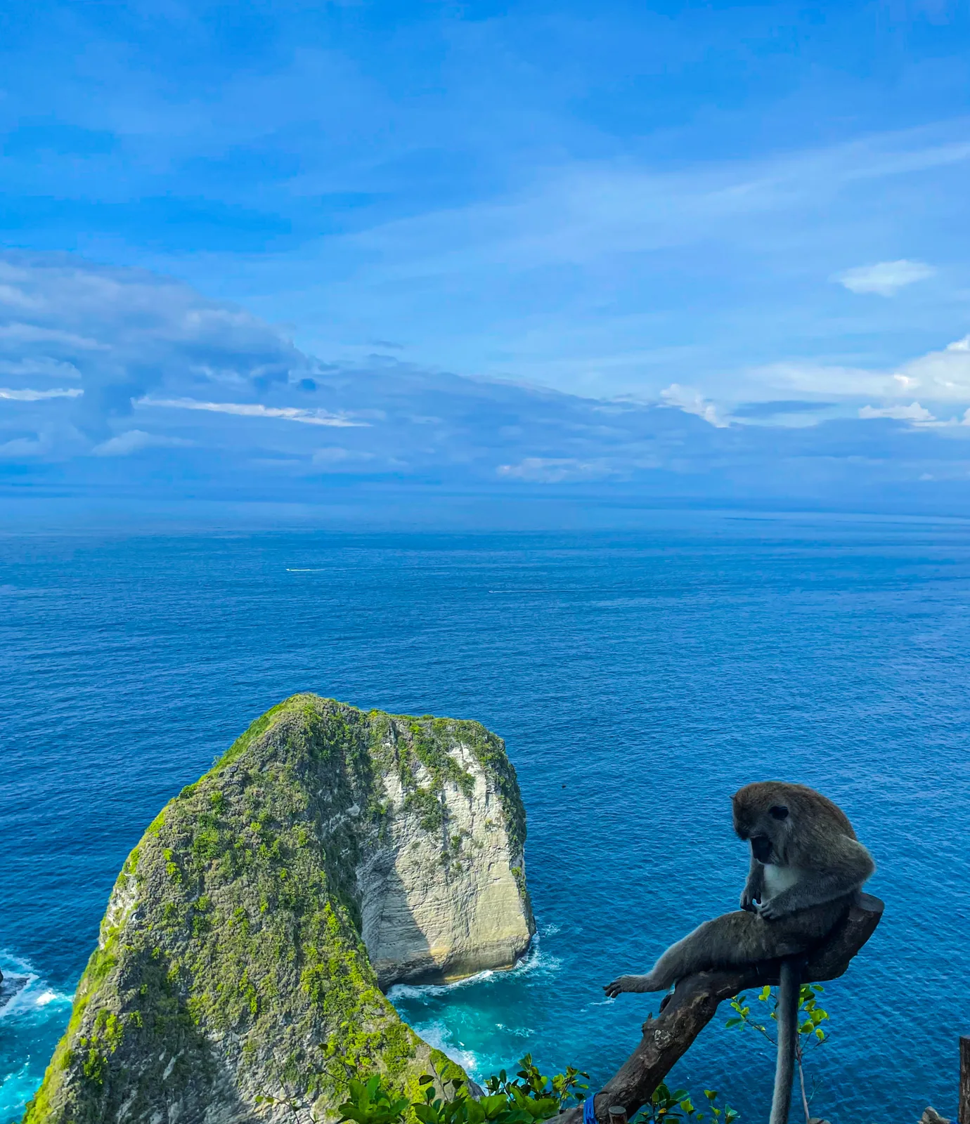 A monkey on a branch in front of the Kelingking headland and the open ocean