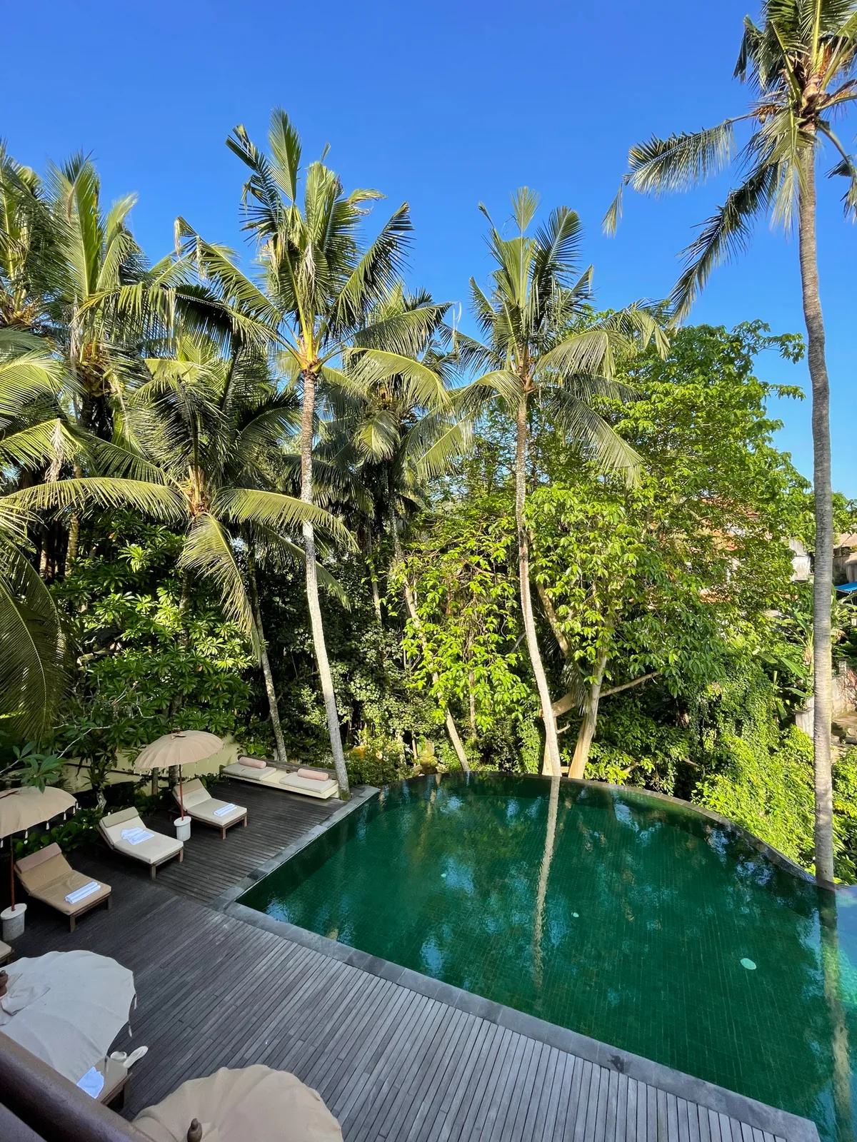 Infinity pool among tall palms in Ubud, loungers on the wooden deck