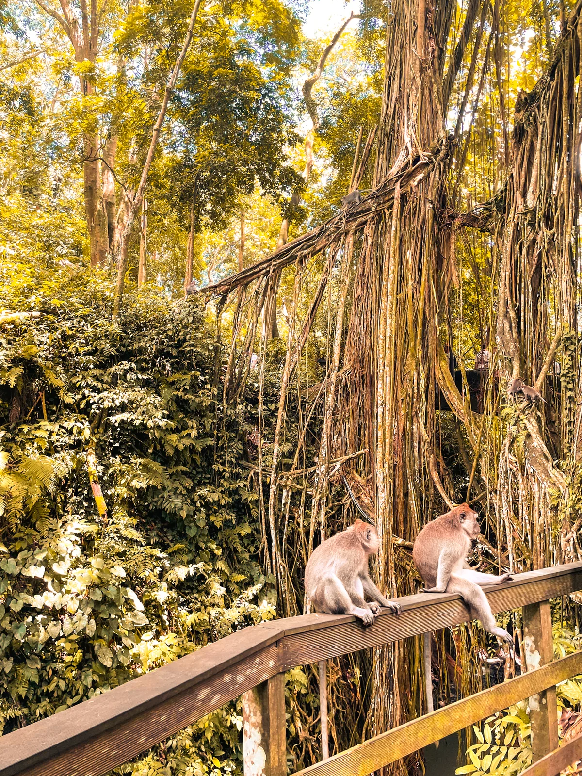 Two macaques on a wooden railing under banyan roots in the Sacred Monkey Forest
