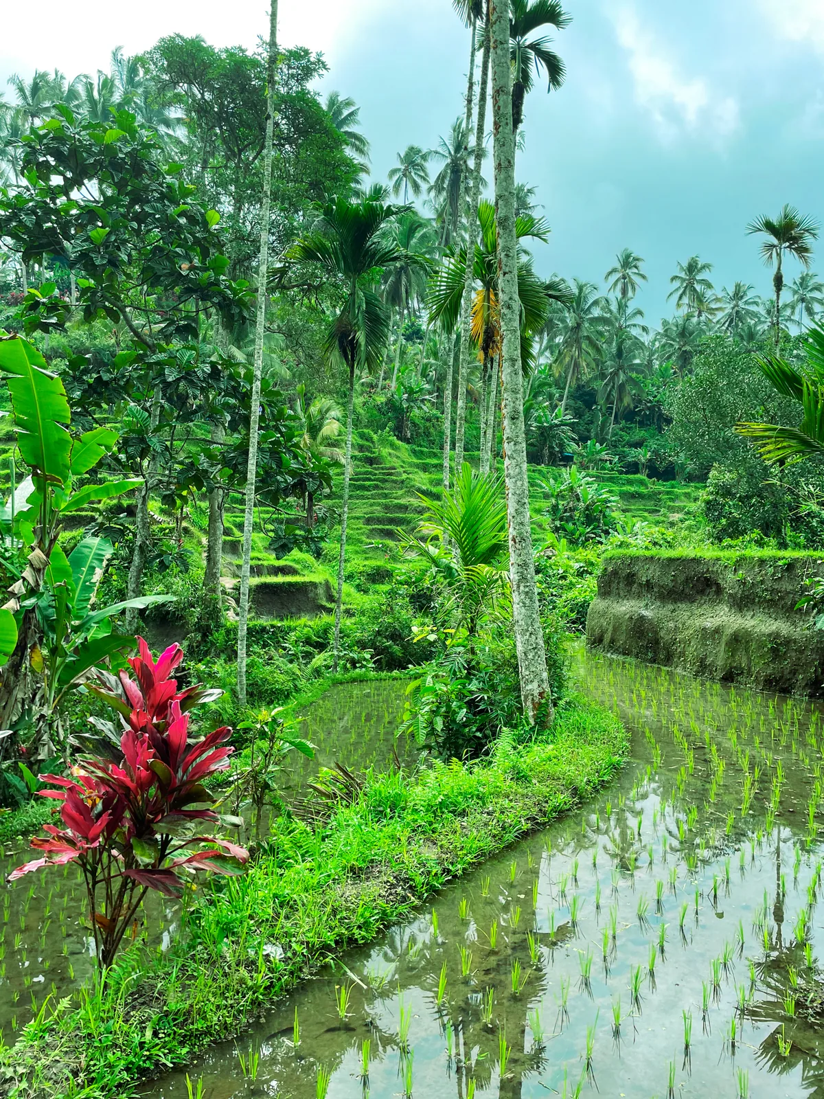 Flooded rice paddies with young shoots, palms and red cordyline