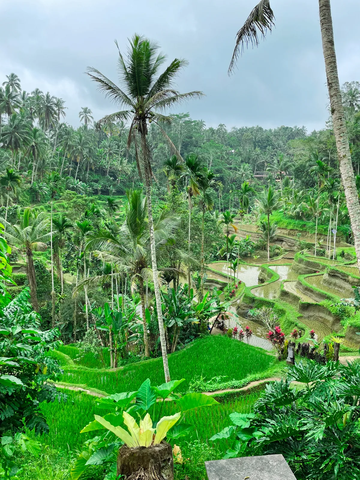 A terraced rice valley with coconut palms under an overcast sky