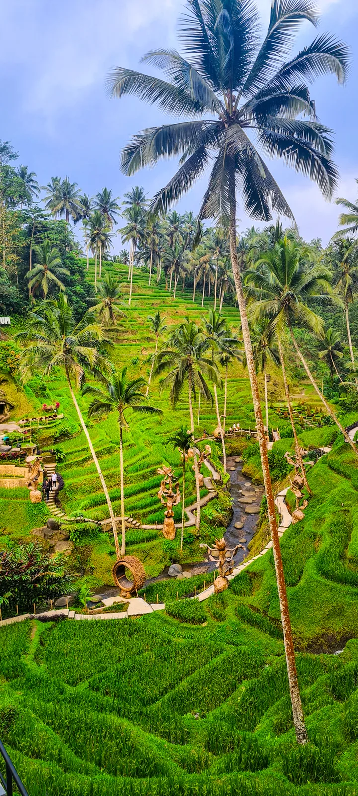 A single tall palm rising over the rice terraces