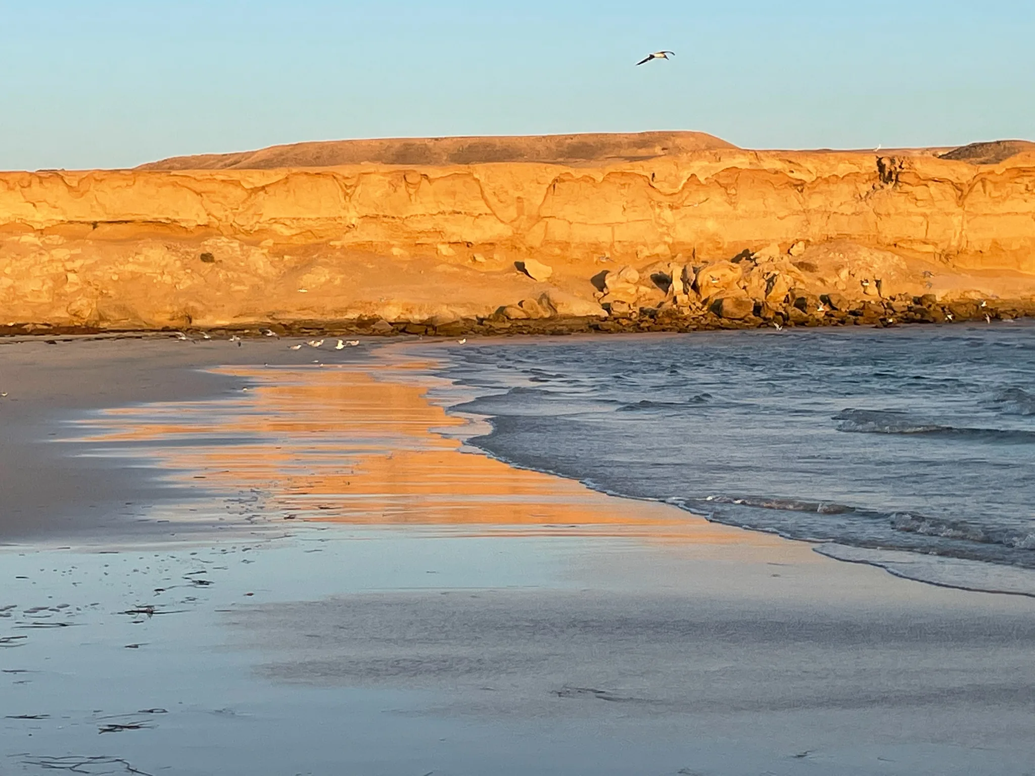 Layered ochre cliffs in low golden light above wet sand, with a flock of seabirds on the waterline at Banc d'Arguin