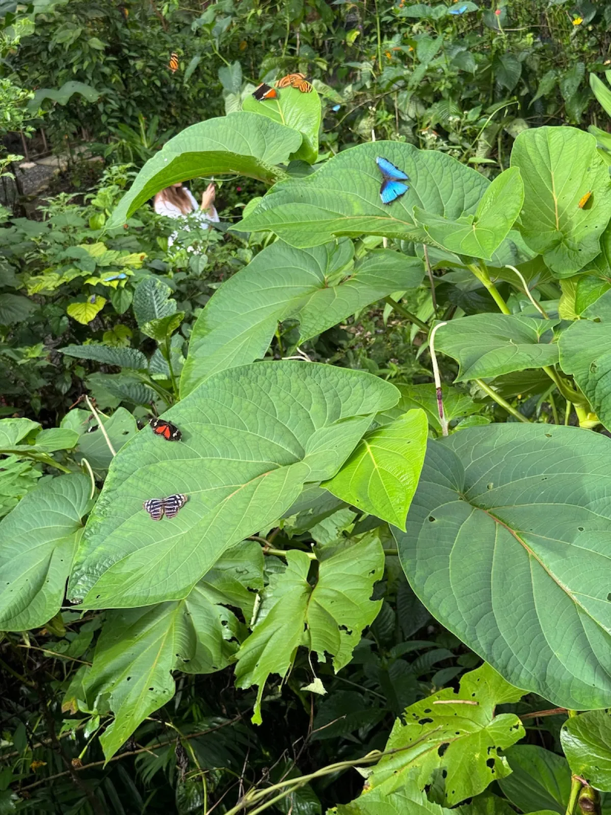 Blue Morpho butterfly