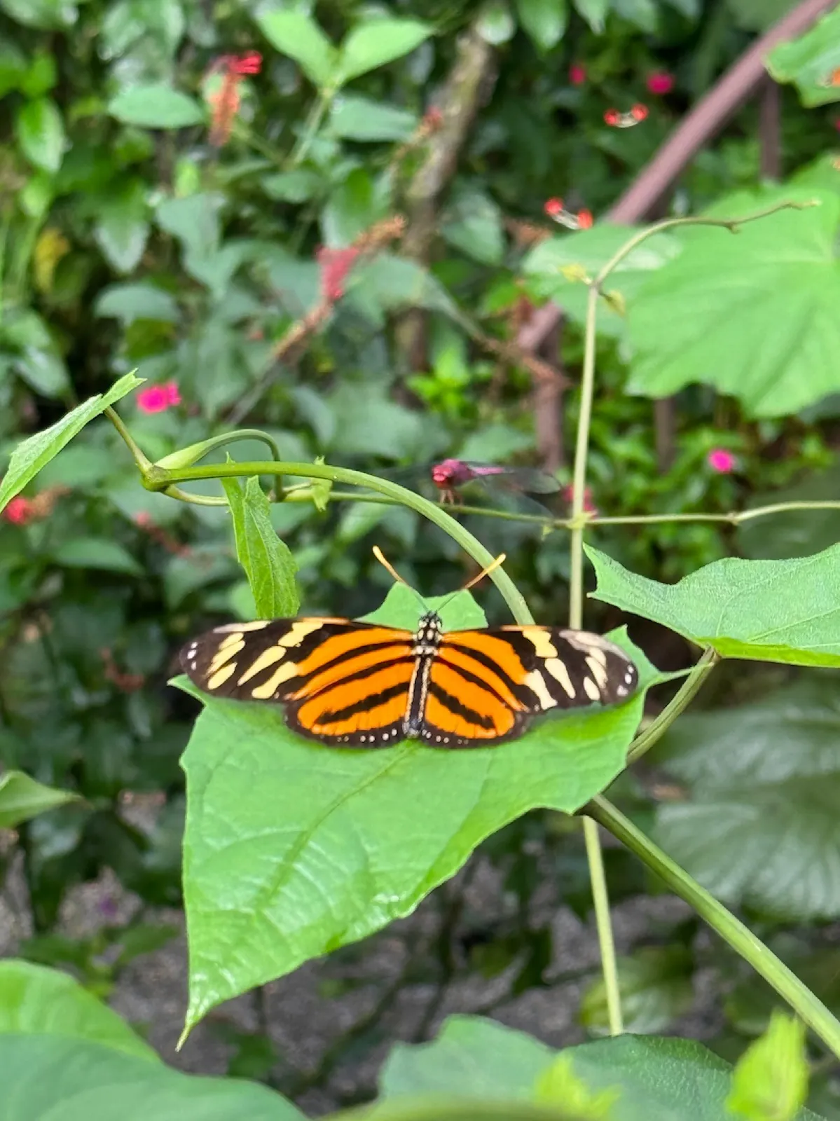 Butterflies in the garden