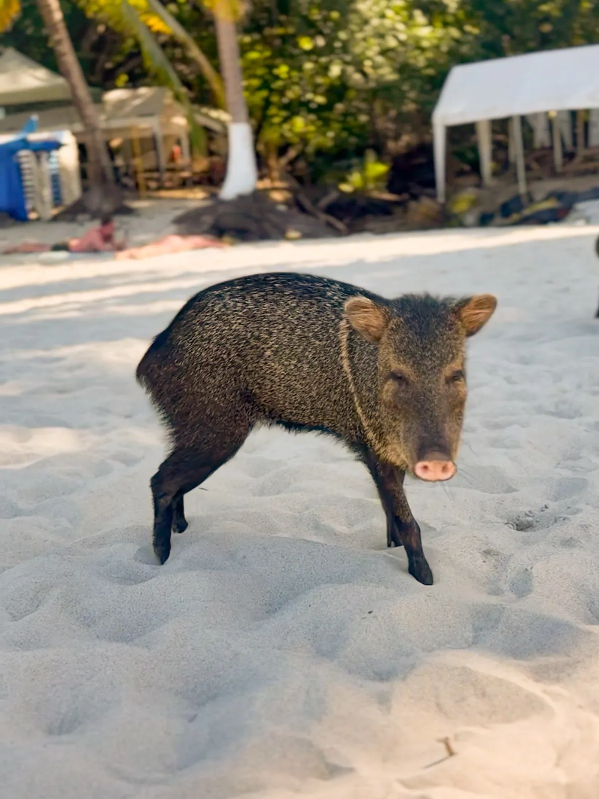 Wild pig on the beach at Isla Tortuga