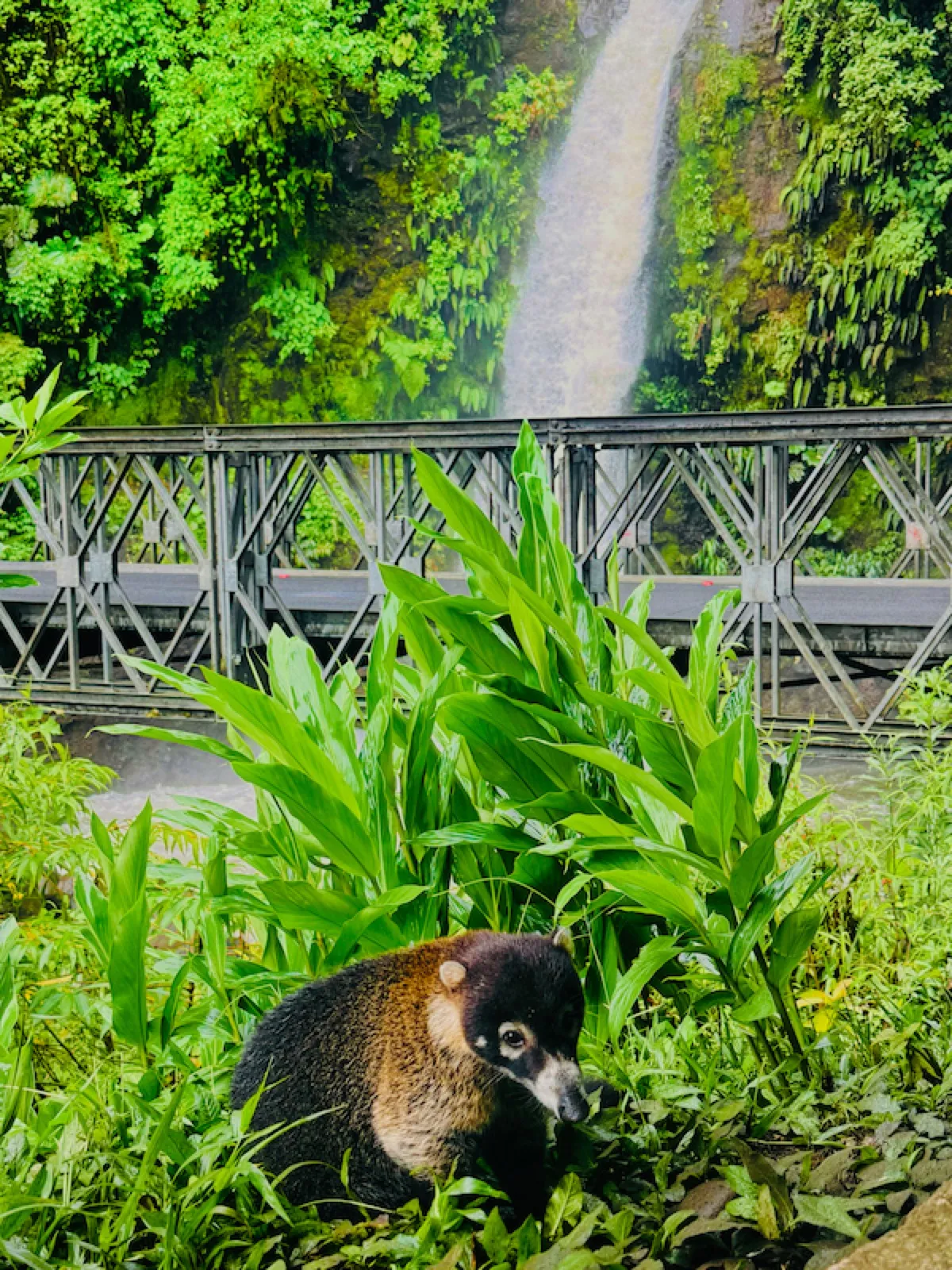 White-nosed coati near La Paz waterfall