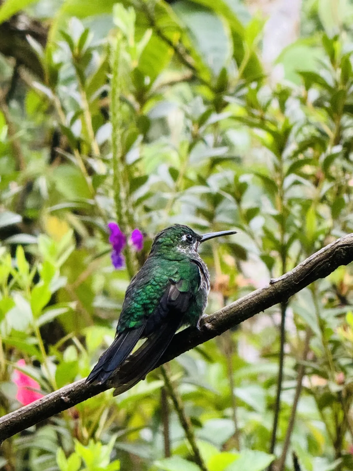 Hummingbird near La Paz