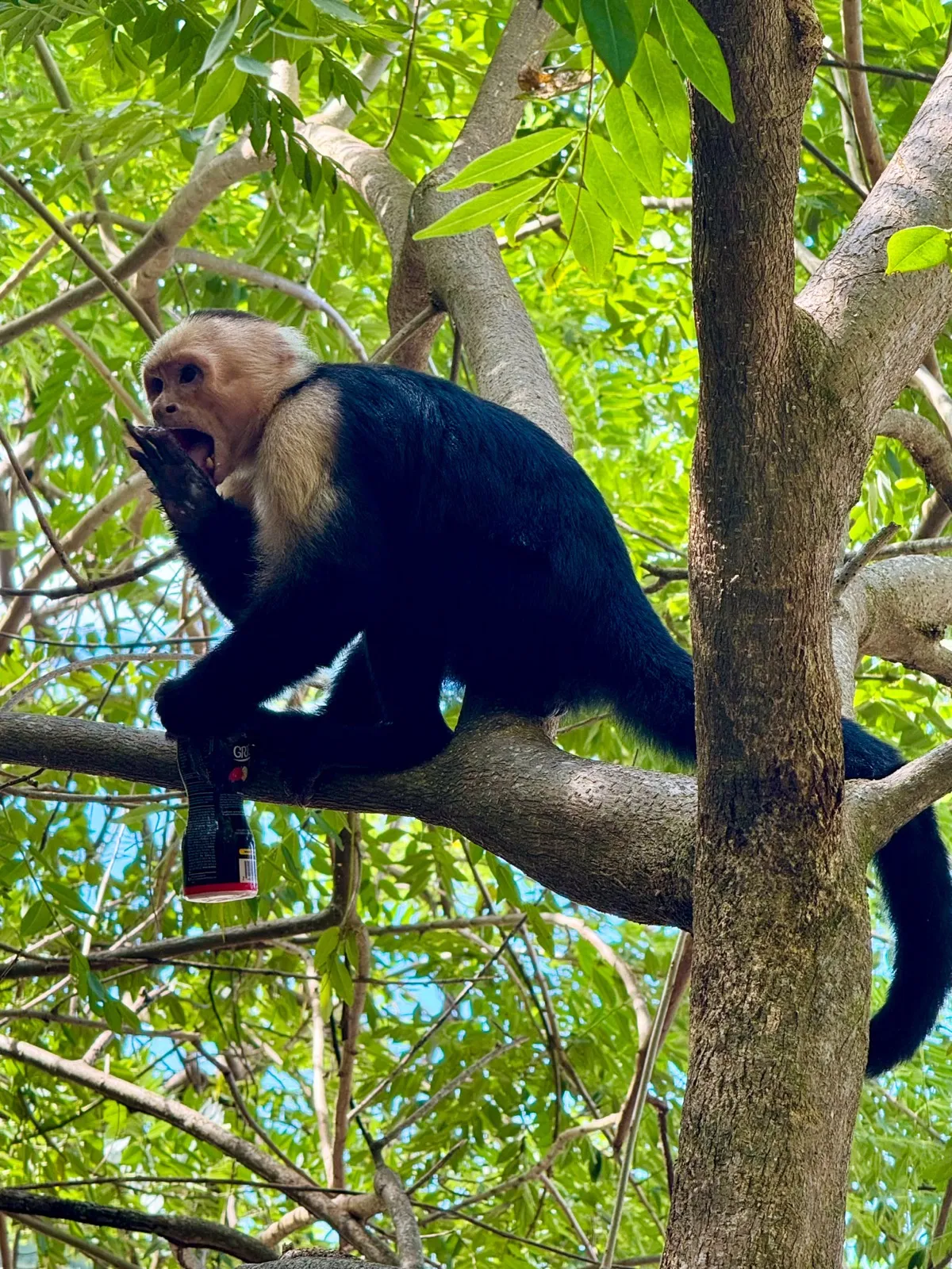 Rainforest meeting the beach at Manuel Antonio