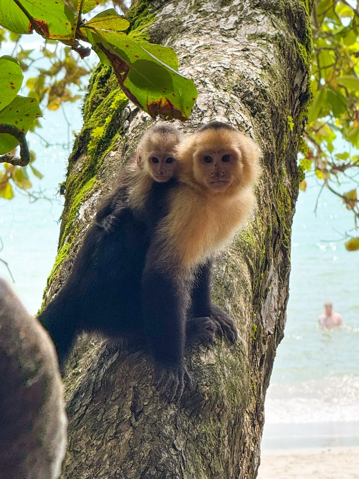 Monkey in the trees at Manuel Antonio