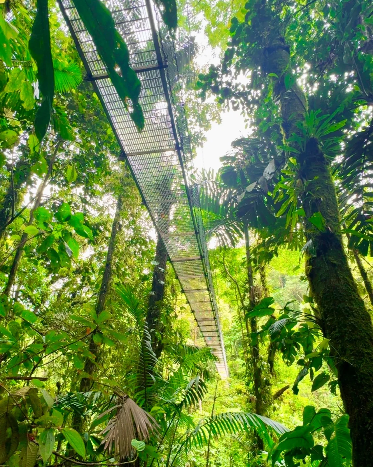 Mistico Hanging Bridges suspension bridge over the canopy