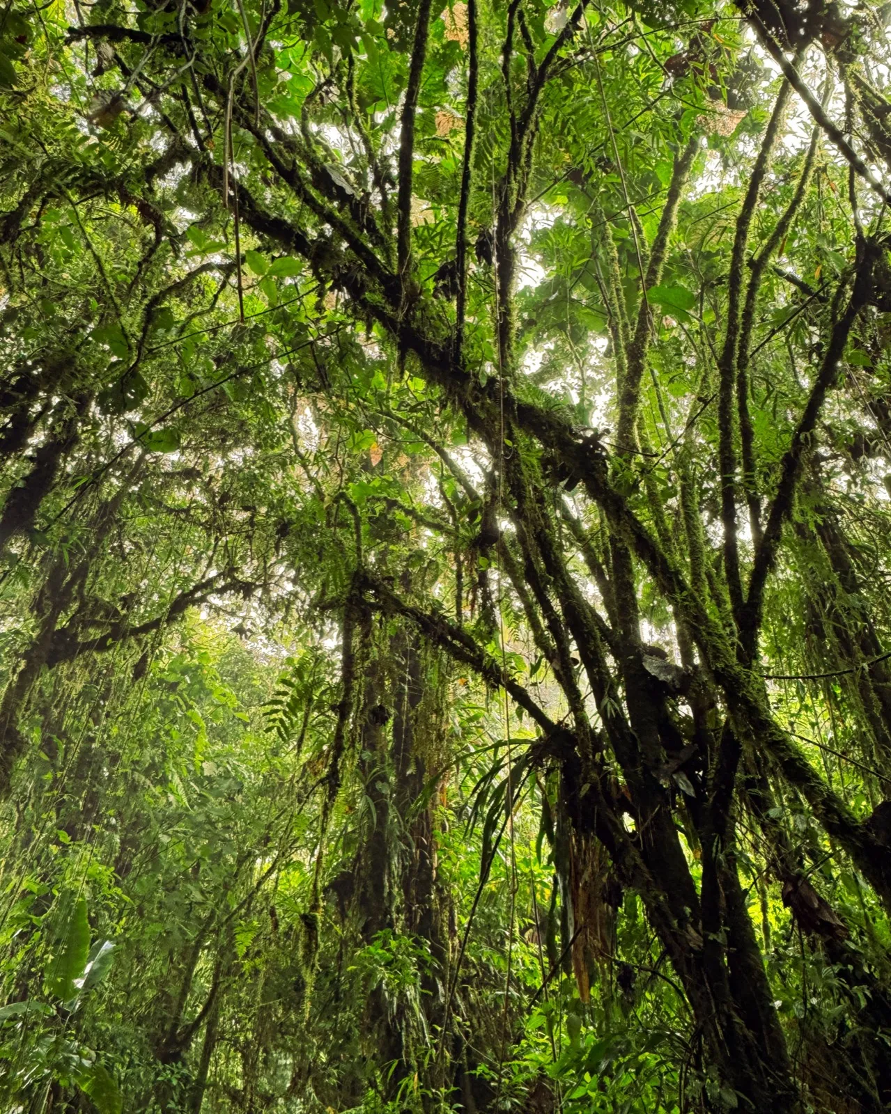 Santa Elena Cloud Forest mist