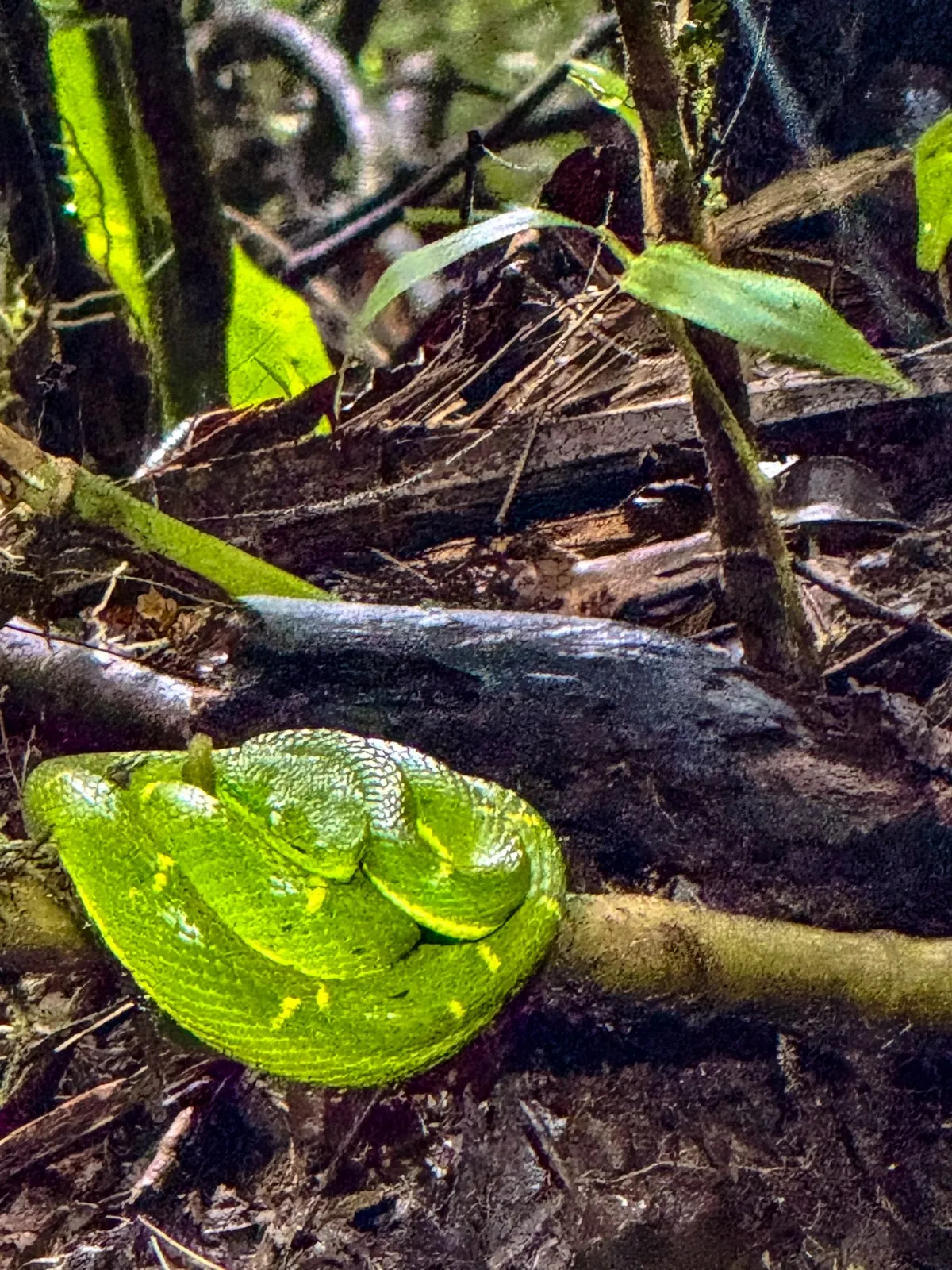 Cloud forest canopy