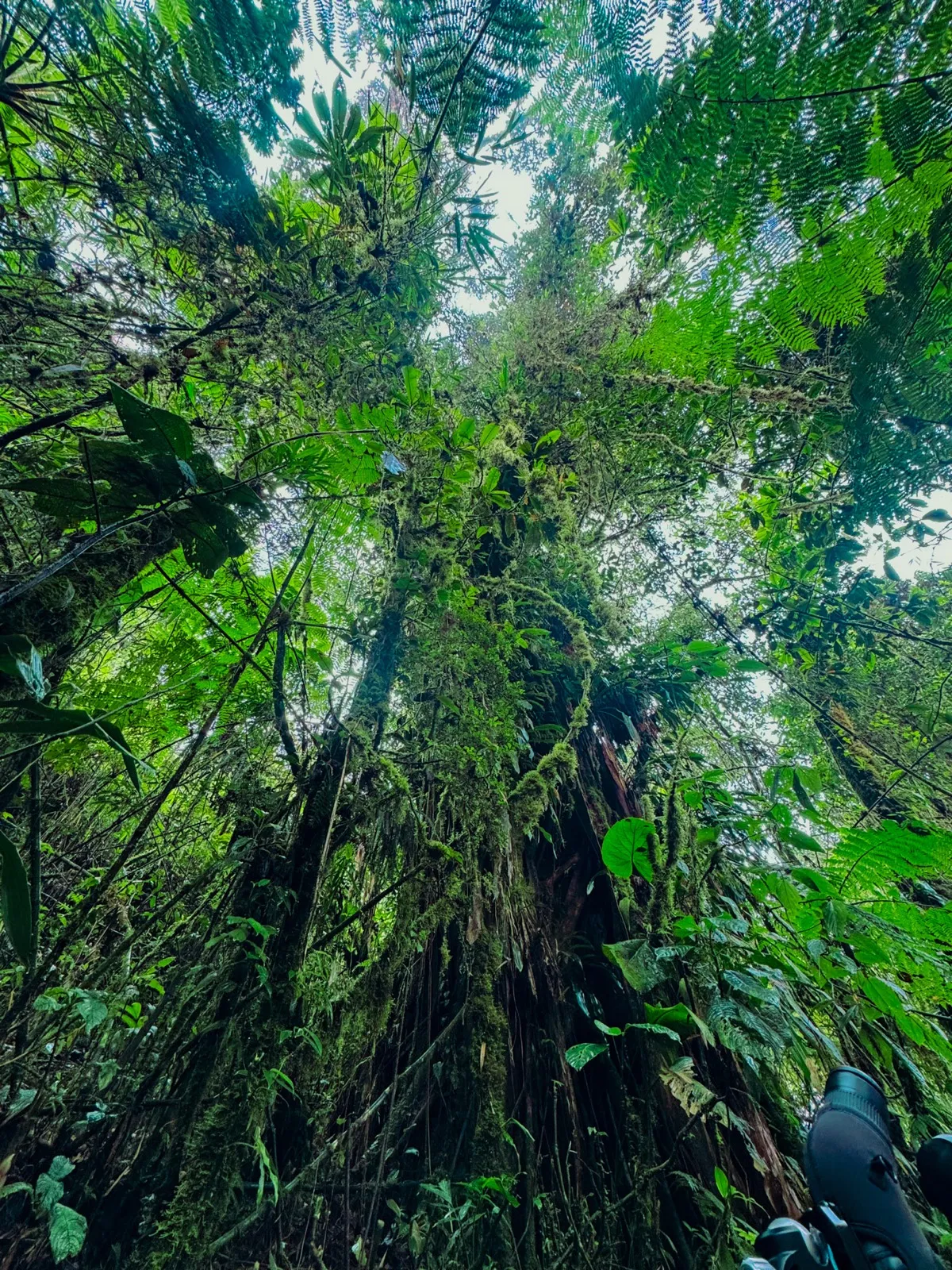 Eyelash viper in the trees