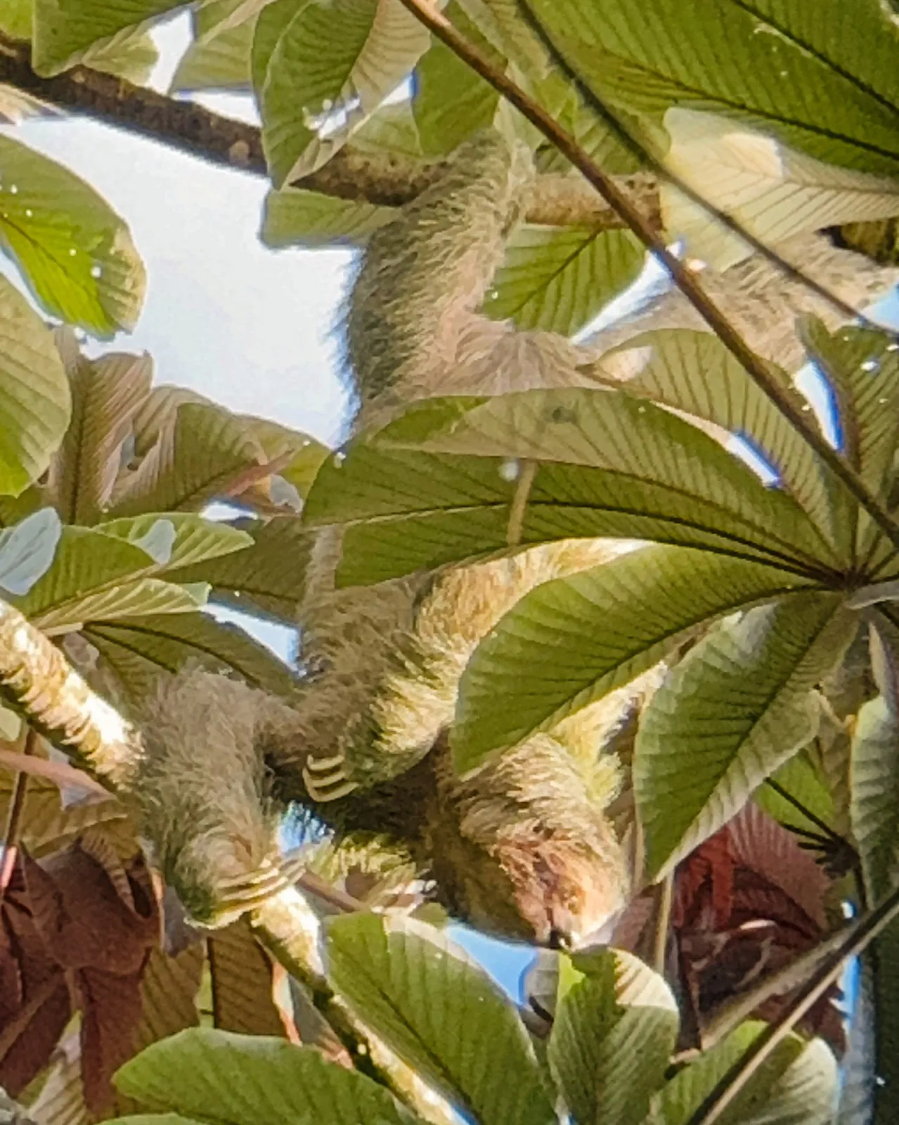 Sloth spotted on the Bogarin Trail