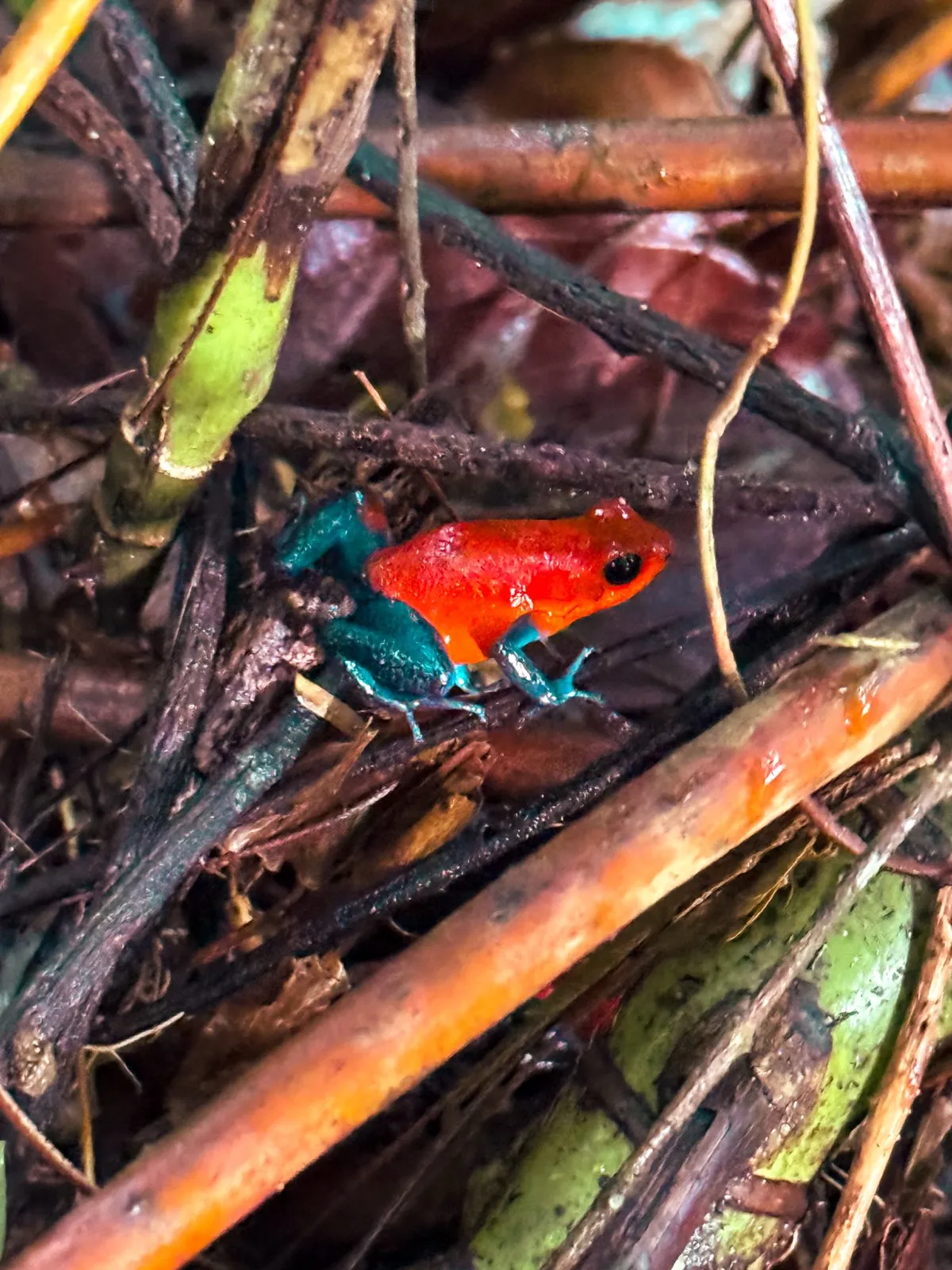 Wildlife on the Bogarin Trail near La Fortuna