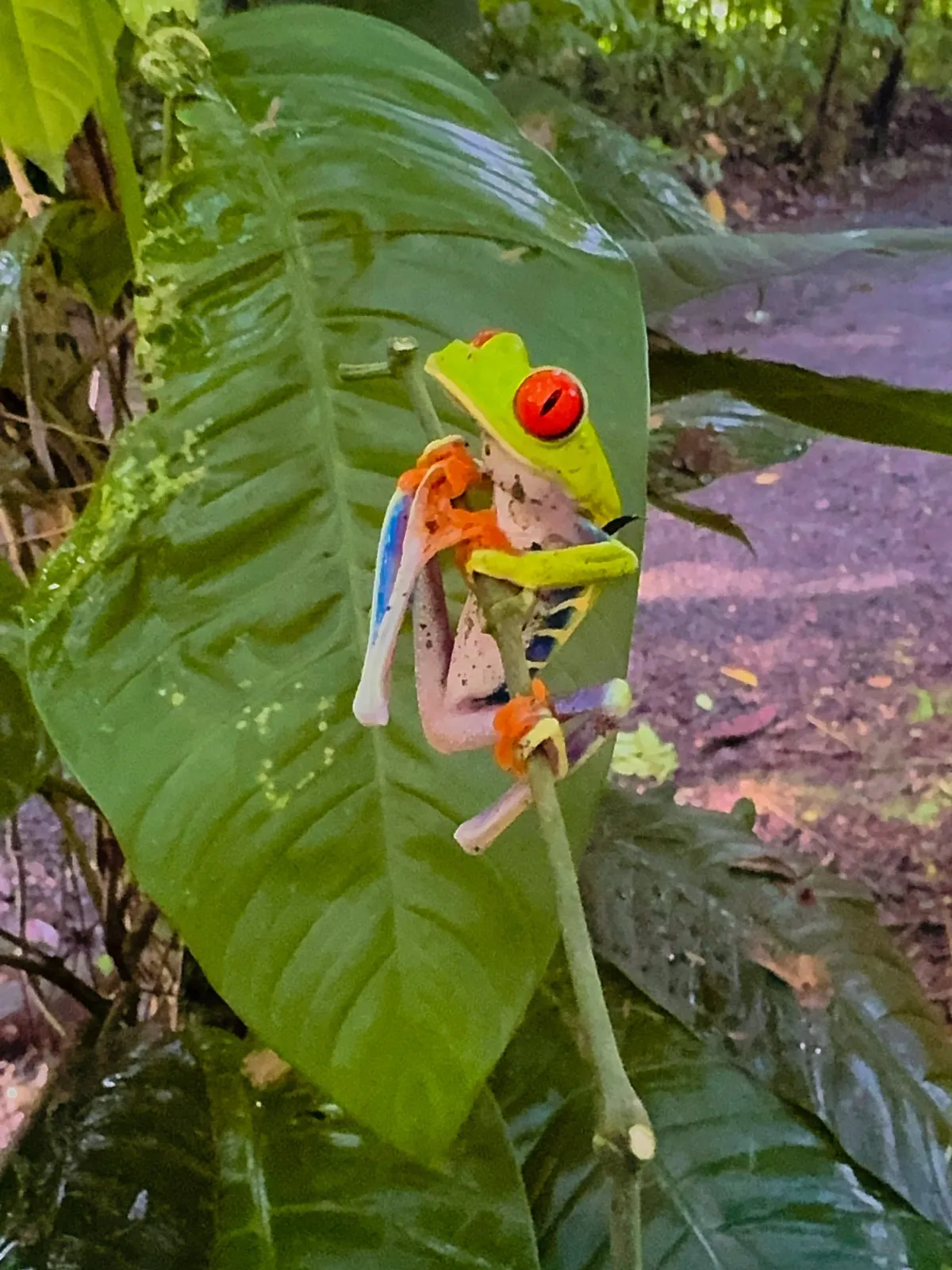 Rainforest on the Bogarin Trail