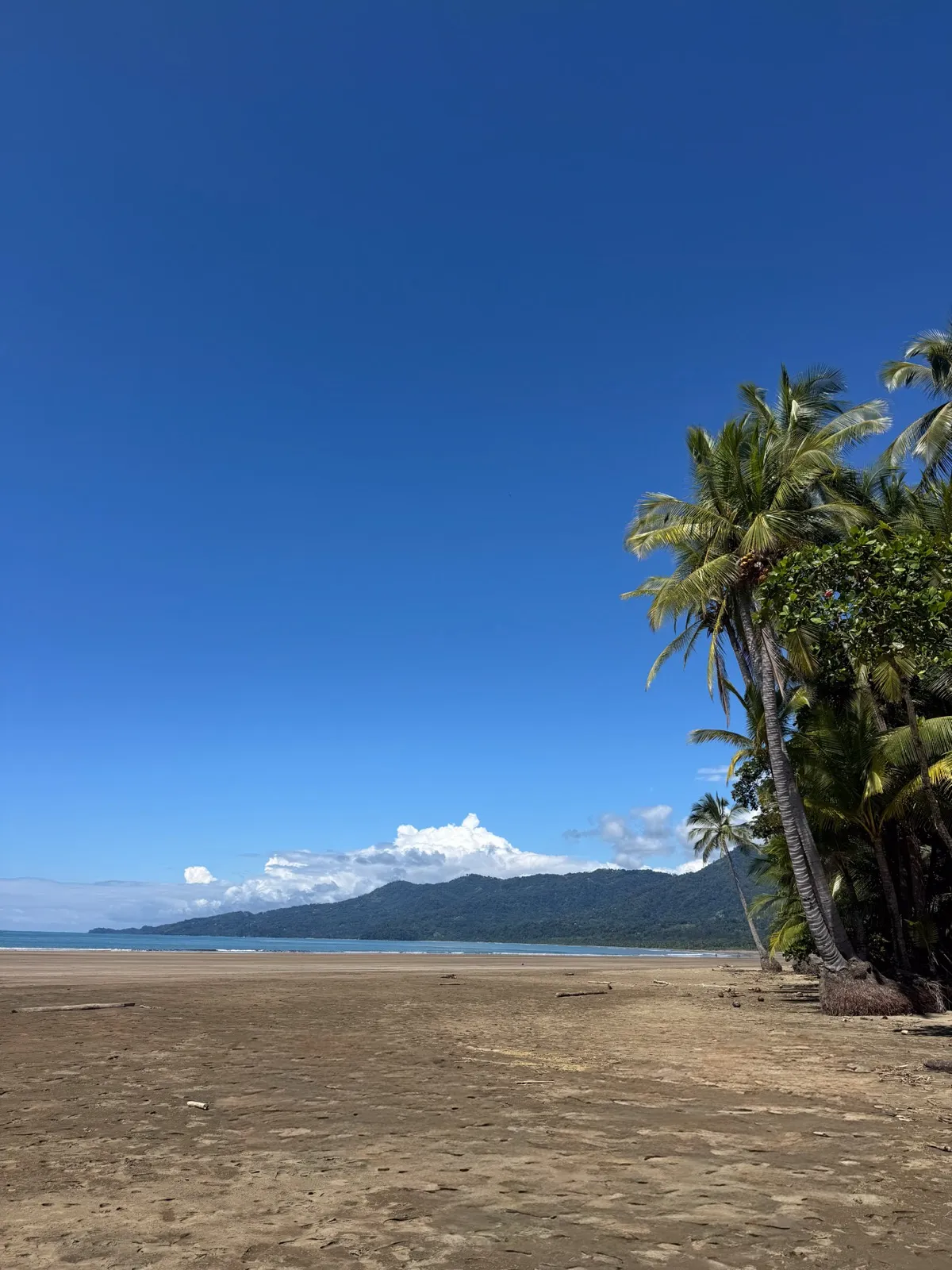 Playa Uvita, golden sand backed by palm trees and jungle