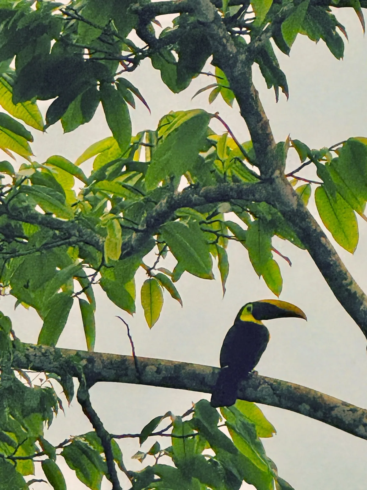 Toucan seen from the terrace at Villa Savegre
