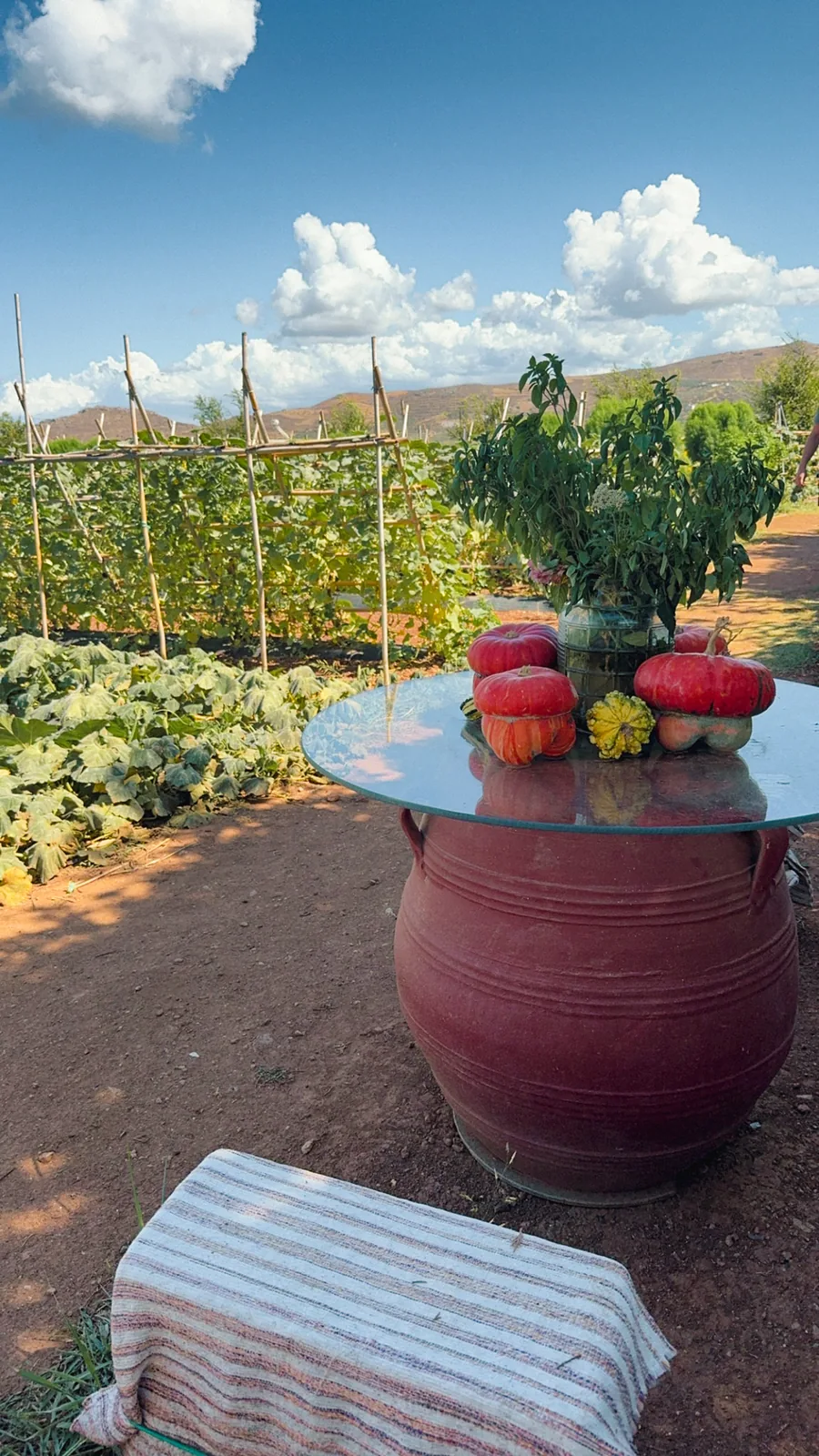 A vegetable garden in Korfalonas with bean trellises and pumpkins on a big clay pot