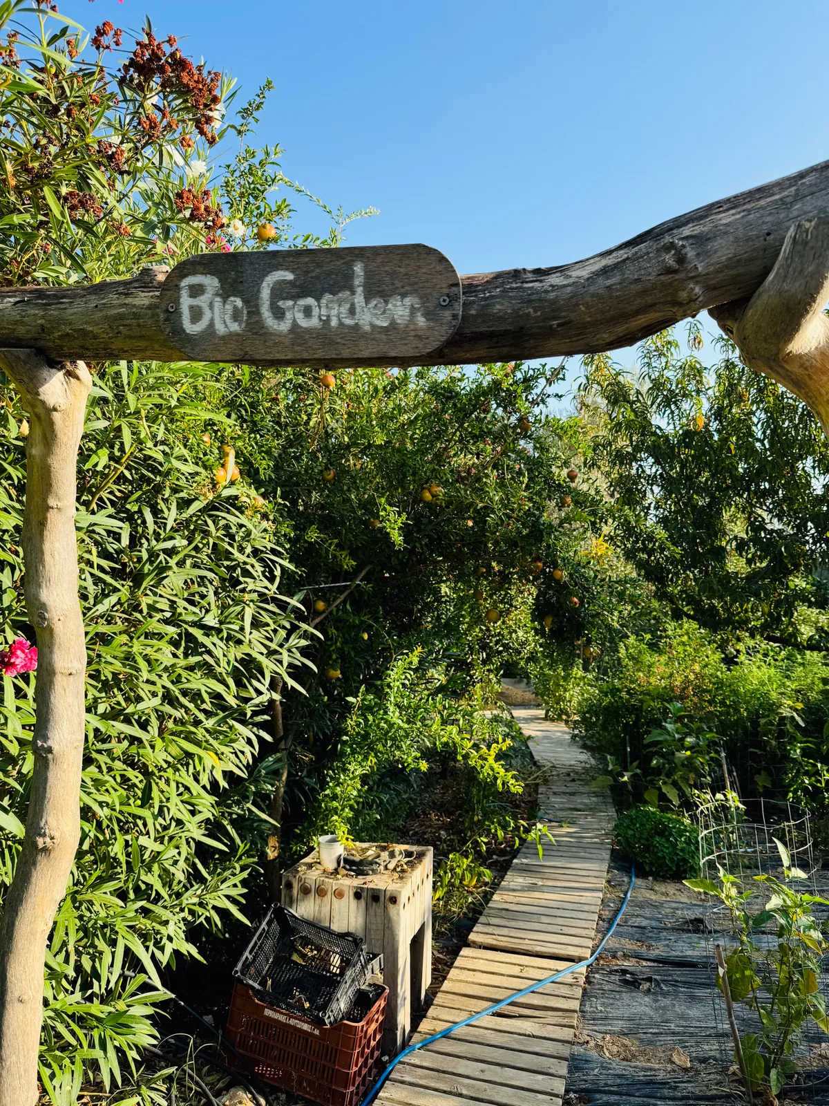 Wooden arch with a hand-painted Bio Garden sign over a boardwalk through fruit trees at Made of Blue