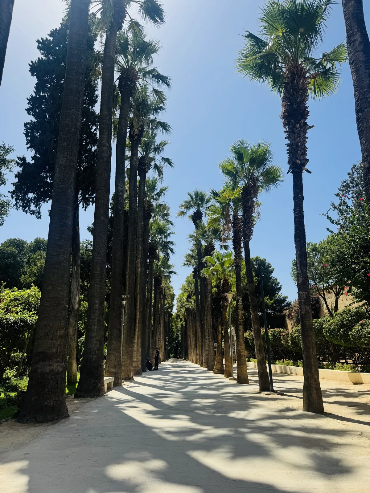 A palm-lined avenue in Jnan Sbil gardens, Fes, dappled with shade