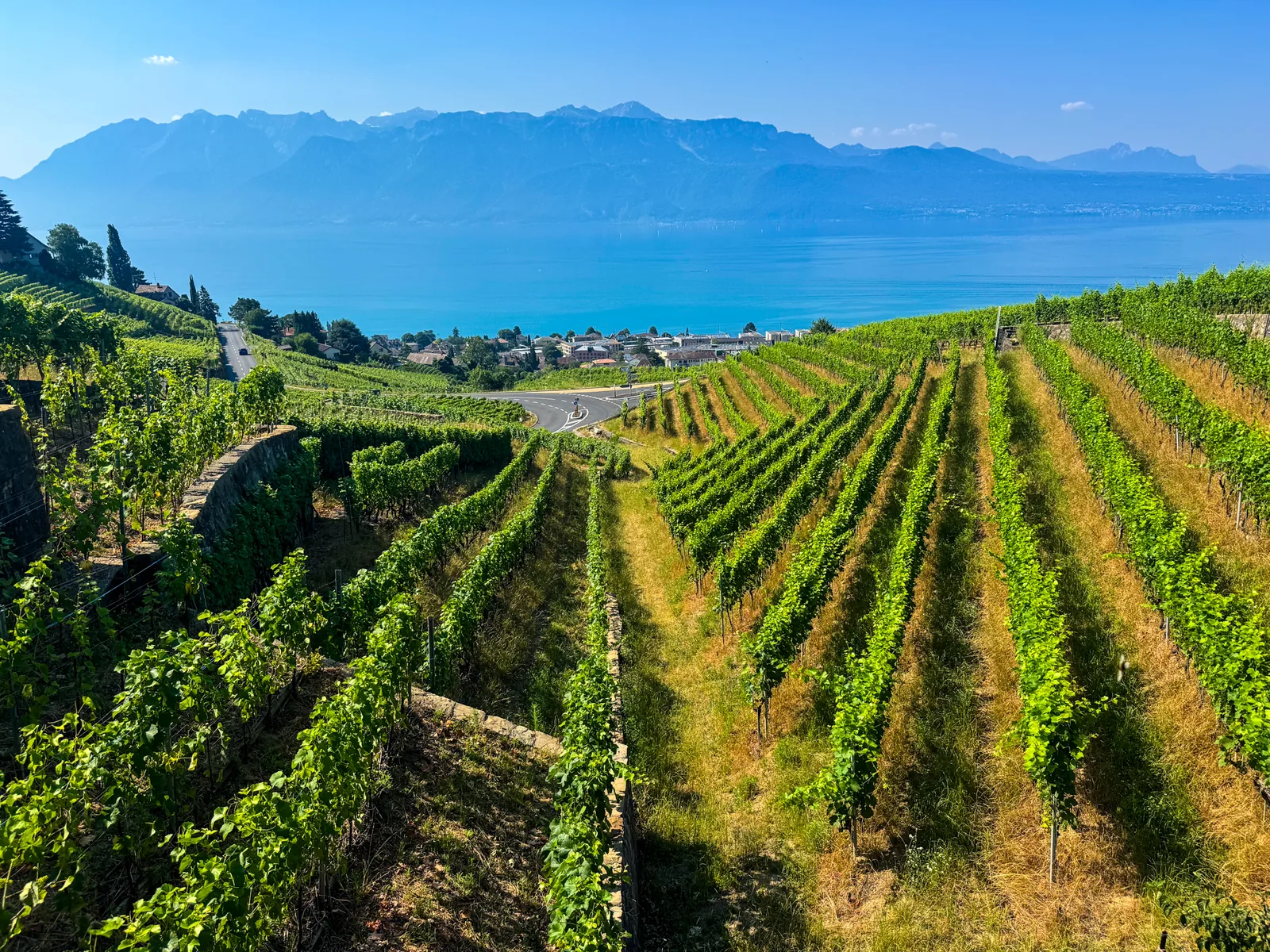 Long rows of vines on steep terraces held up by stone walls, a winding road and a lakeside village below, Lake Geneva and hazy mountains beyond