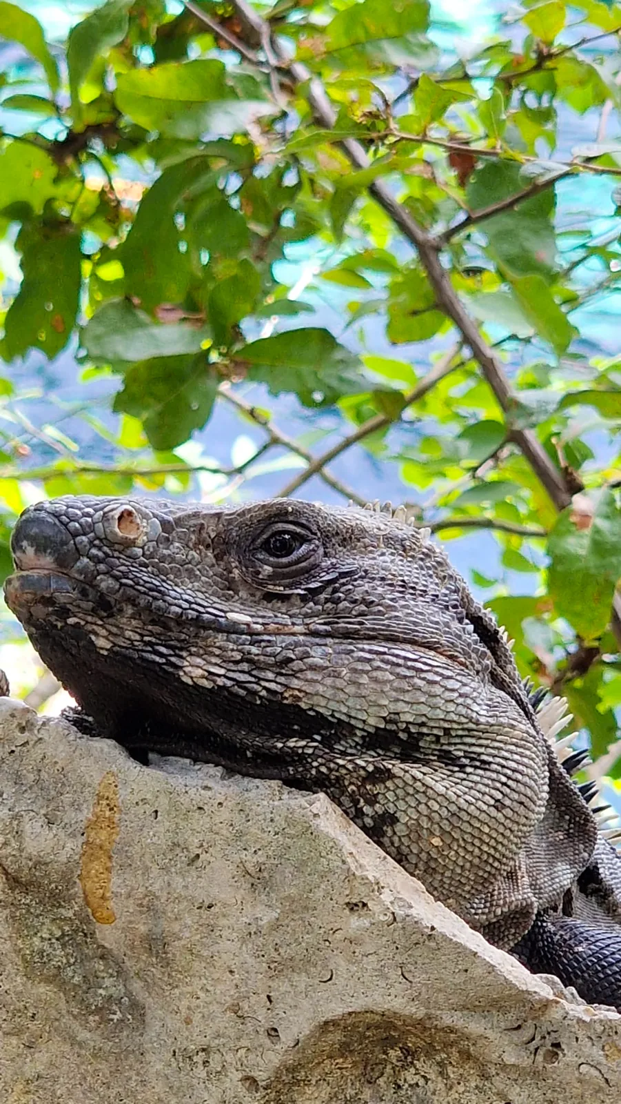 Close-up of a spiny-tailed iguana resting on a rock under leaves in Bacalar