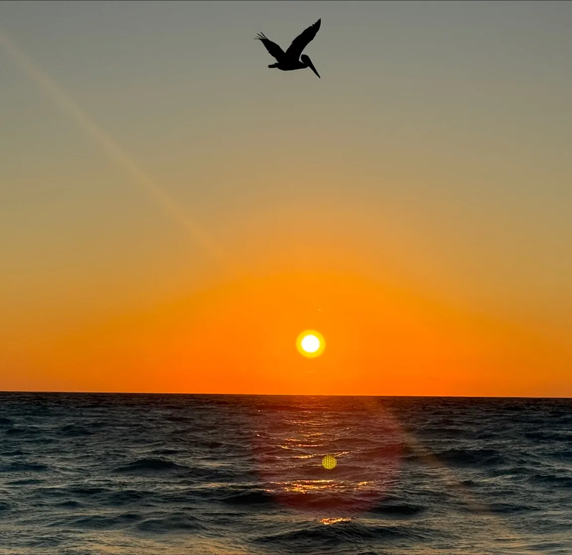 A pelican silhouette flying above an orange sunrise over the sea in Cancún