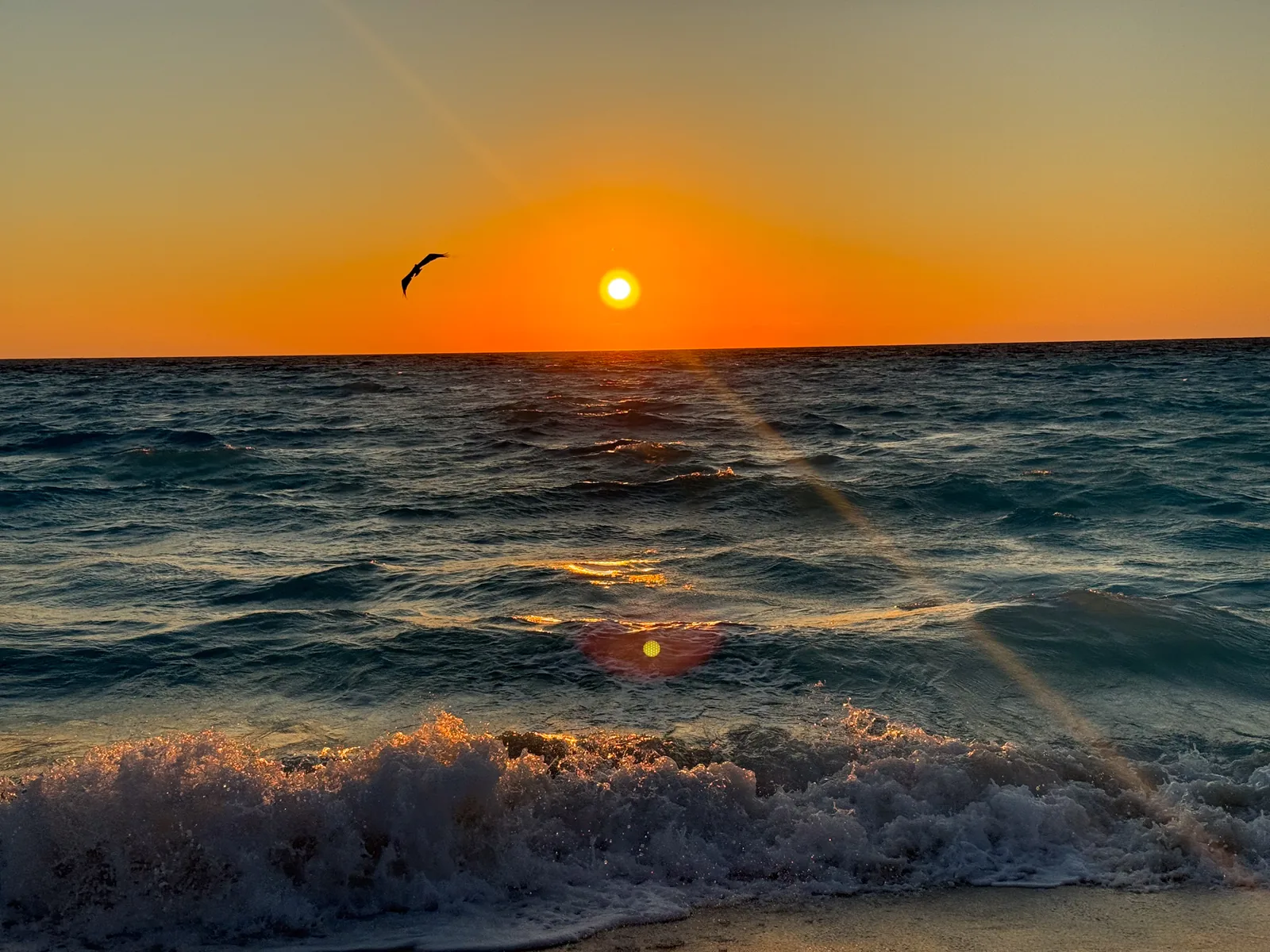 An orange sunrise over the Caribbean with a pelican in flight and waves breaking in front