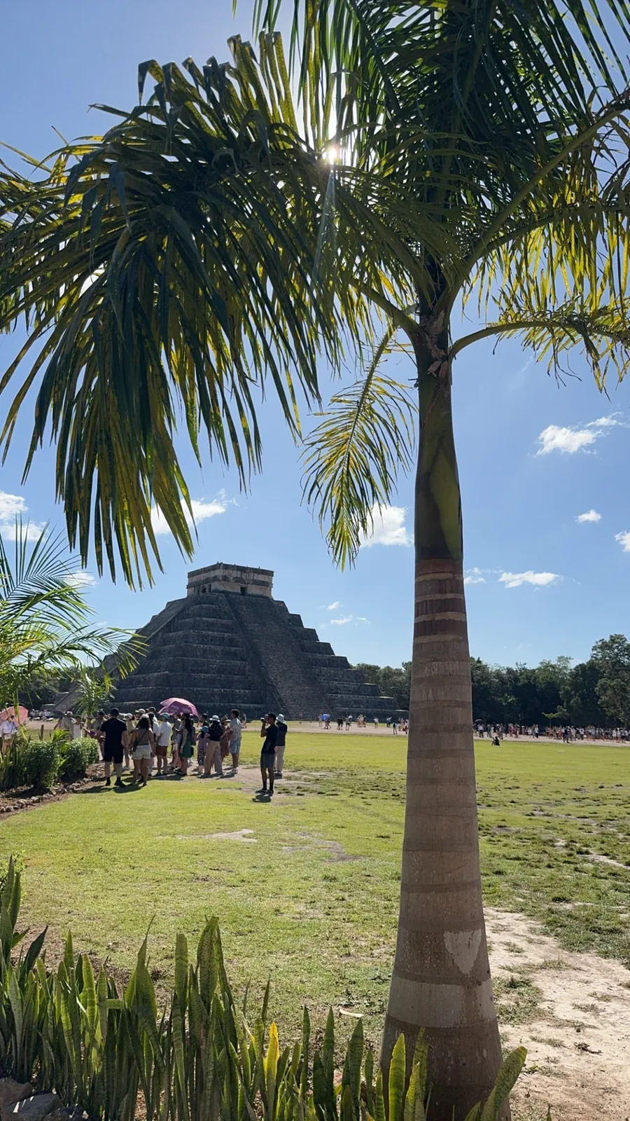 El Castillo framed by a palm as the crowds start to gather