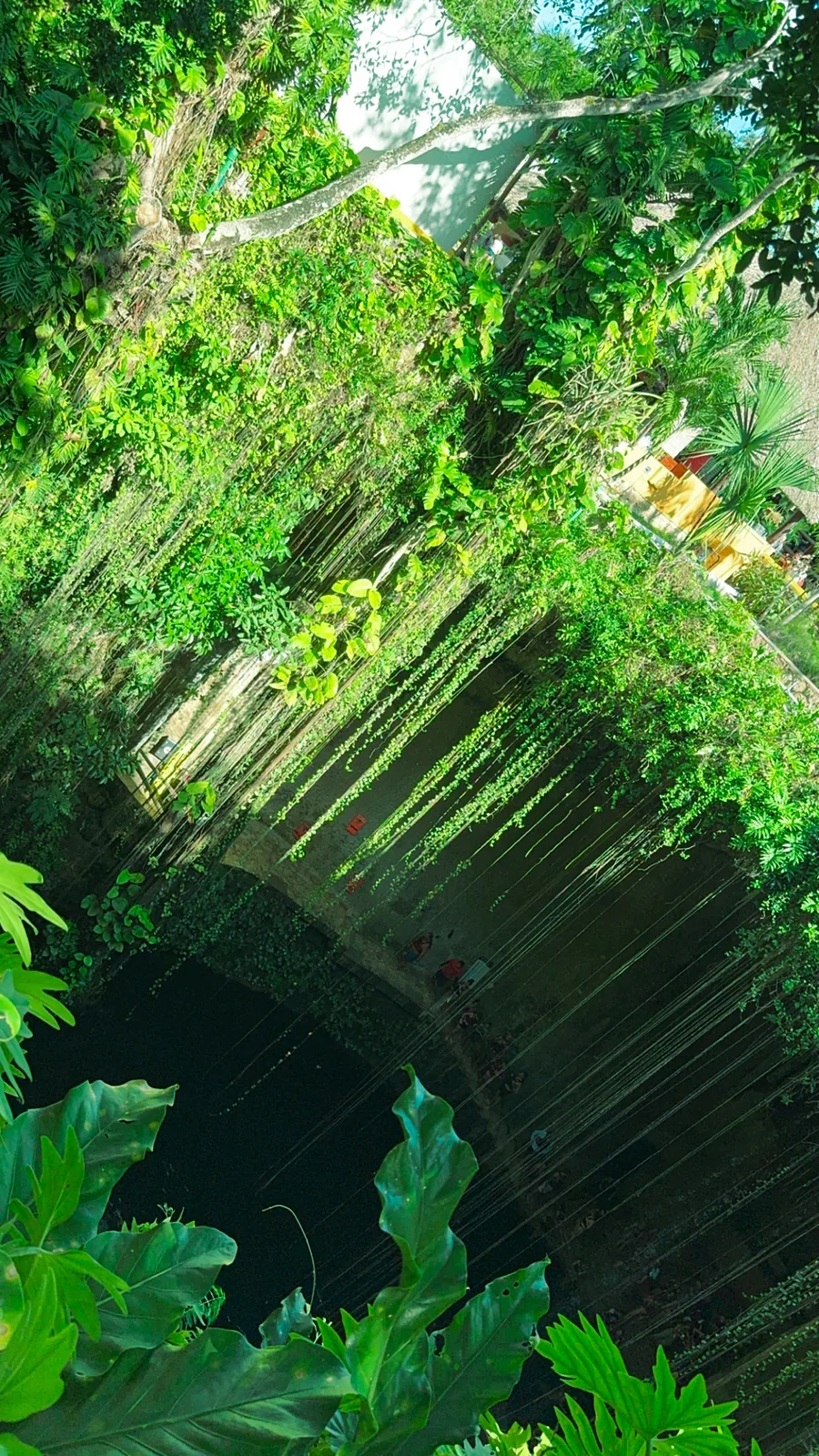 The wall of Cenote Ik Kil curtained with hanging vines and greenery