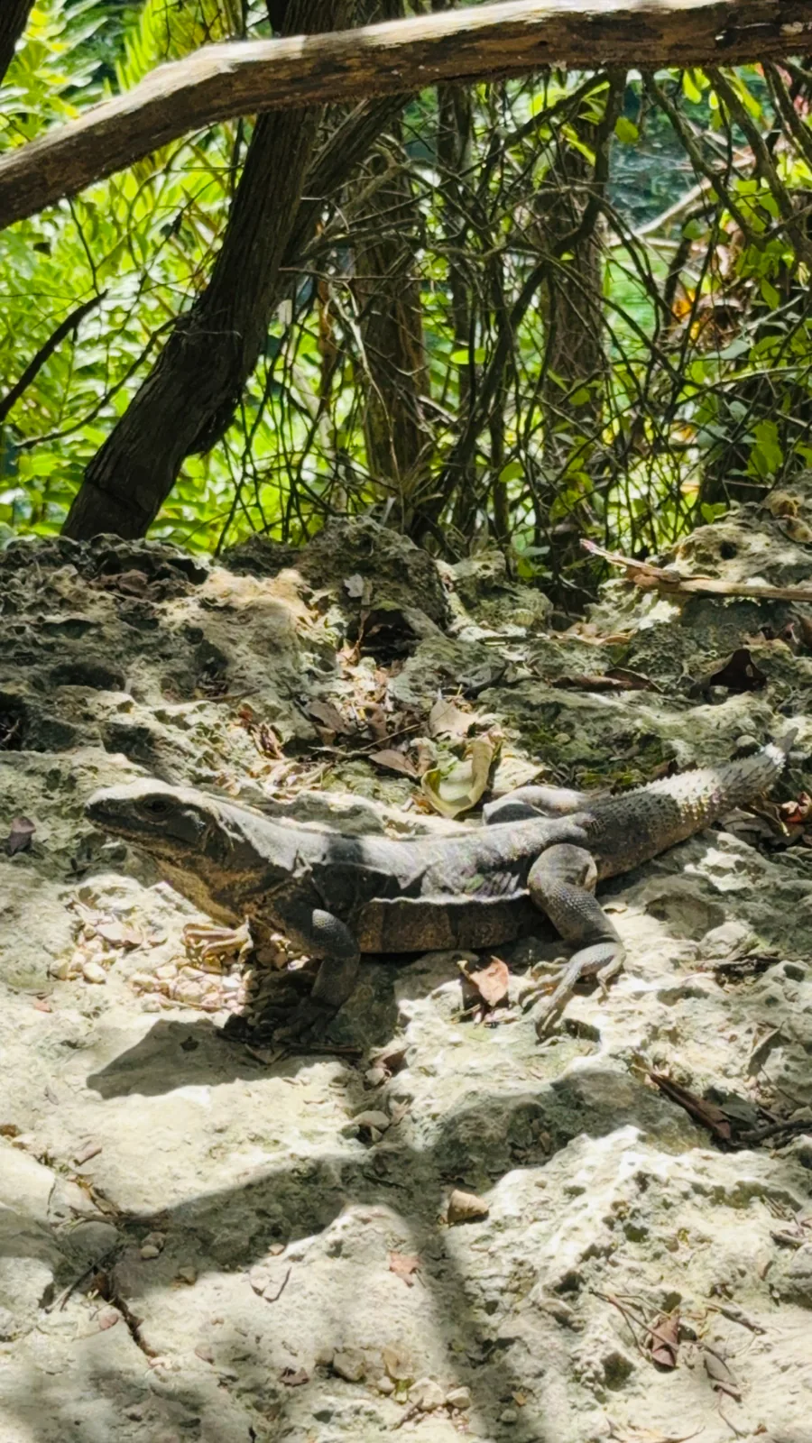 A large grey iguana resting on pale rock under jungle branches at Cenote Azul