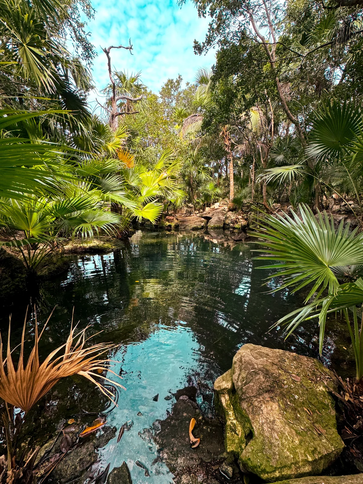 Clear turquoise water at Cenote Azul, framed by fan palms and a mossy boulder