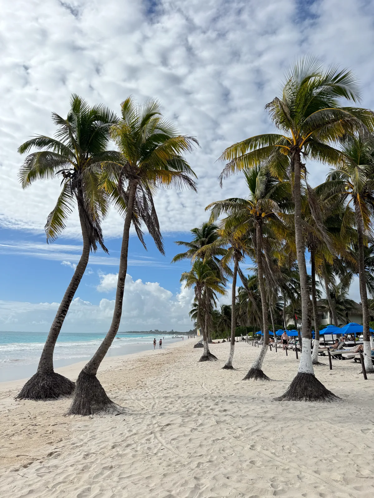 Leaning coconut palms over white sand and blue umbrellas on the beach in Tulum