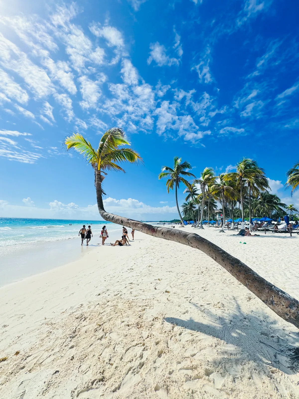 A palm leaning almost flat over the sand in front of the turquoise sea at Playa Paraíso