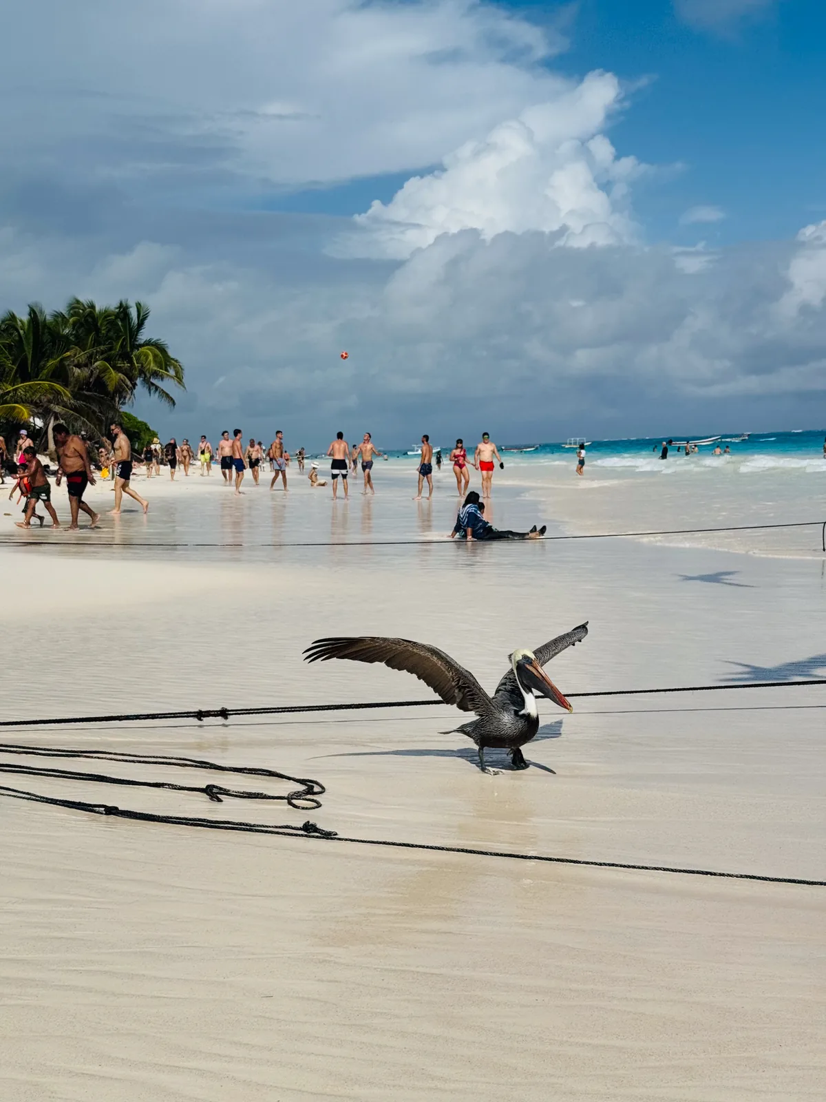 A pelican with its wings spread on the sand of a busy Tulum beach