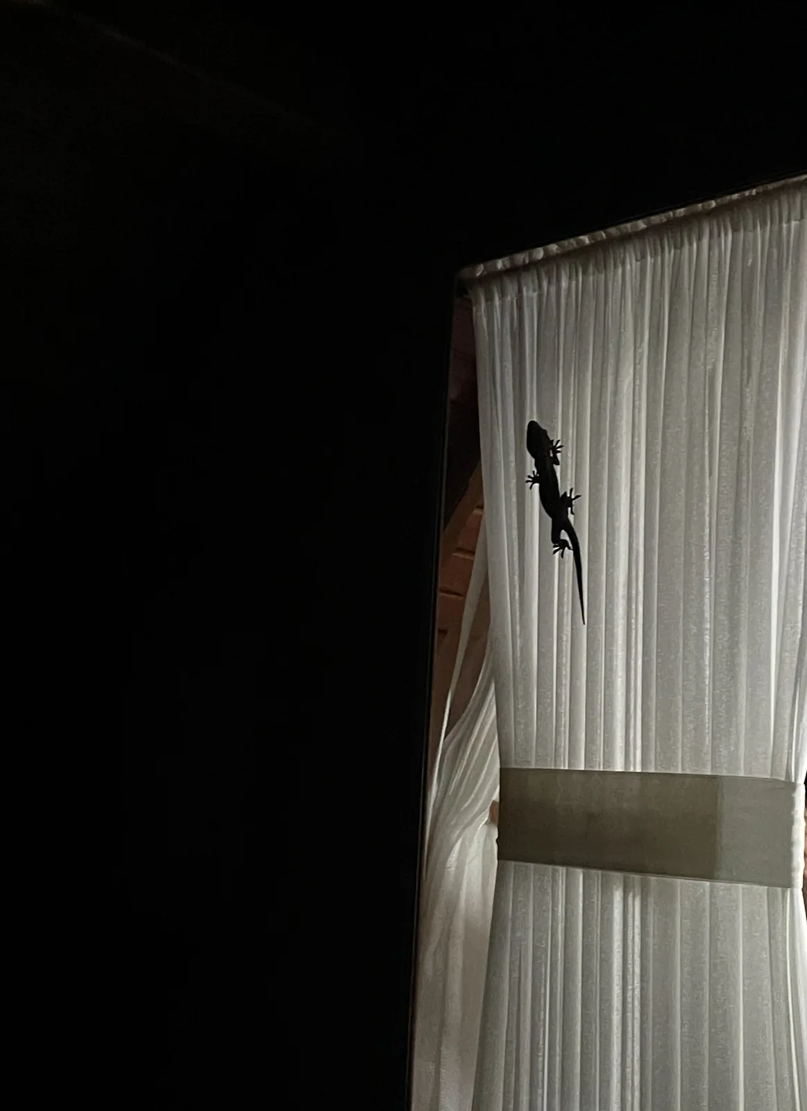 A gecko silhouetted on a white curtain in a dark room at night.