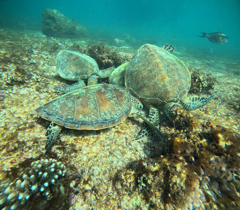 Daymaniyat Islands