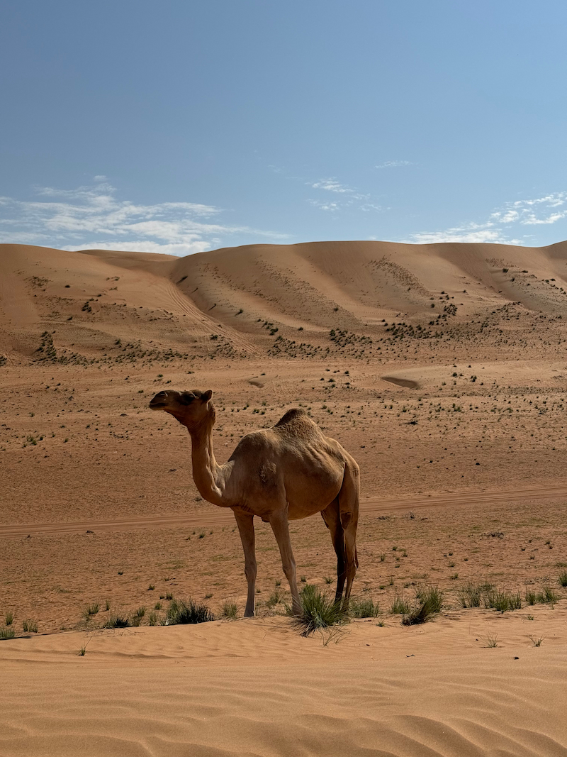Wahiba Sands