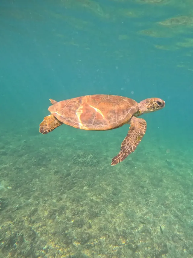 A sea turtle swimming over the sandy seabed in clear turquoise water off the Daymaniyat Islands