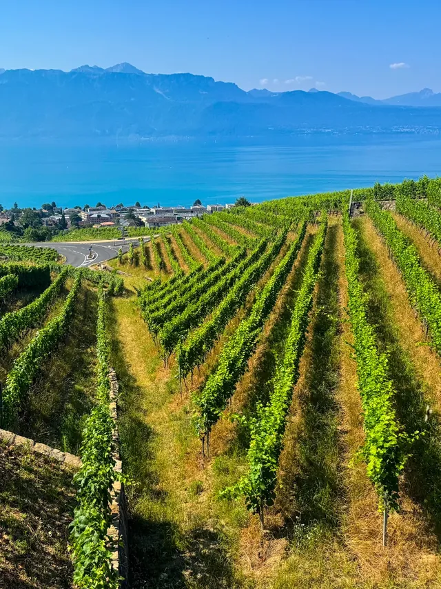 Rows of vines on the steep Lavaux terraces running down towards Lake Geneva and the Alps
